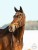 DSC_2969fb.jpg