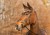 DSC_3231fb.jpg