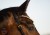DSC_2986fb.jpg