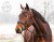 DSC_5649fb.jpg