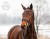 DSC_5656fb.jpg