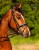 DSC_2444fb.jpg