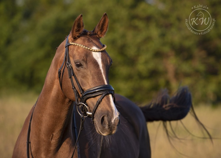 DSC_2317_1 kopia.jpg