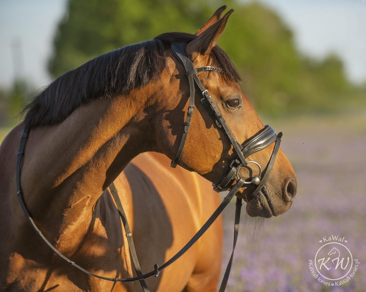 DSC_2191_1 kopia.jpg