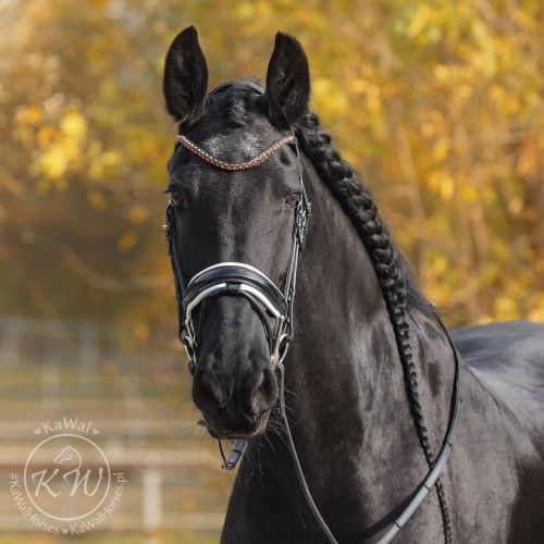 DSC_6397_k kopia.jpg