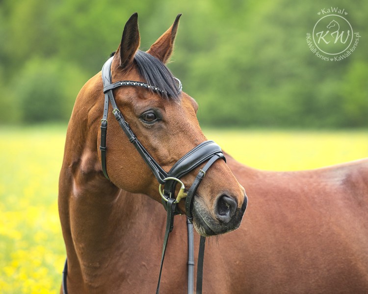 DSC_0826_1glut kopia.jpg