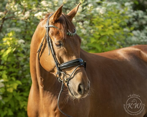 DSC_1417_1 kopia.jpg