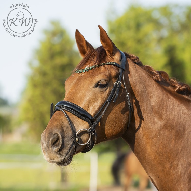 DSC_1495_1 kopia.jpg