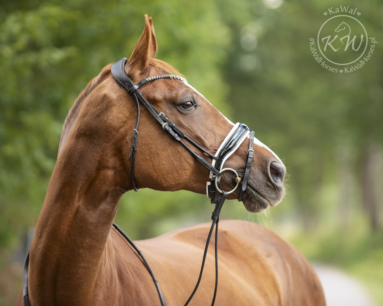 DSC_3399_1 kopia.jpg