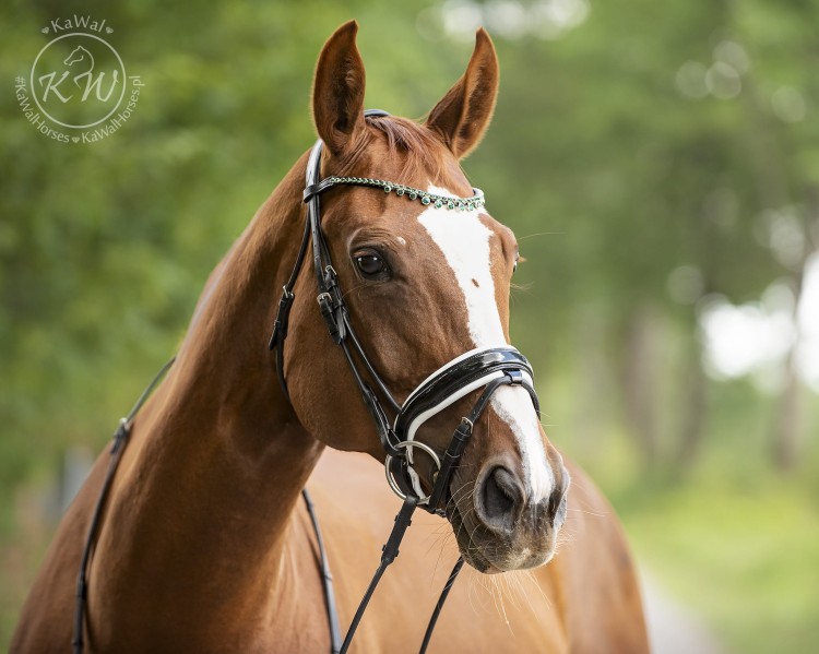 DSC_3402_1 kopia.jpg