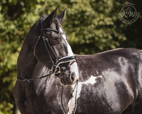 DSC_4105_1 kopia.jpg