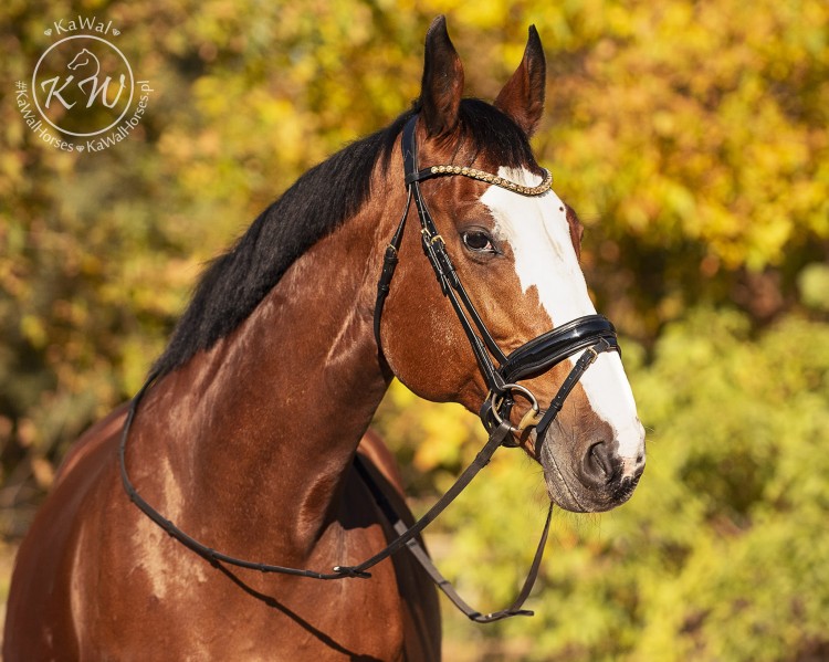 DSC_4848_1 kopia.jpg