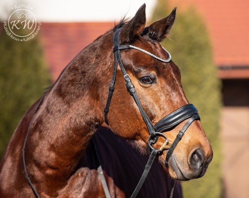 DSC_7540_1 kopia.jpg