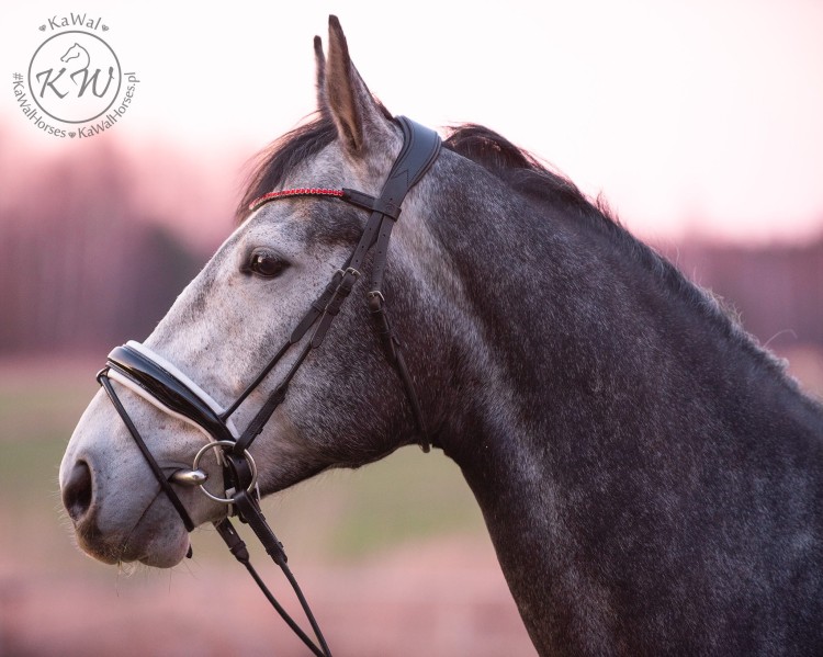 DSC_7963_1 kopia.jpg