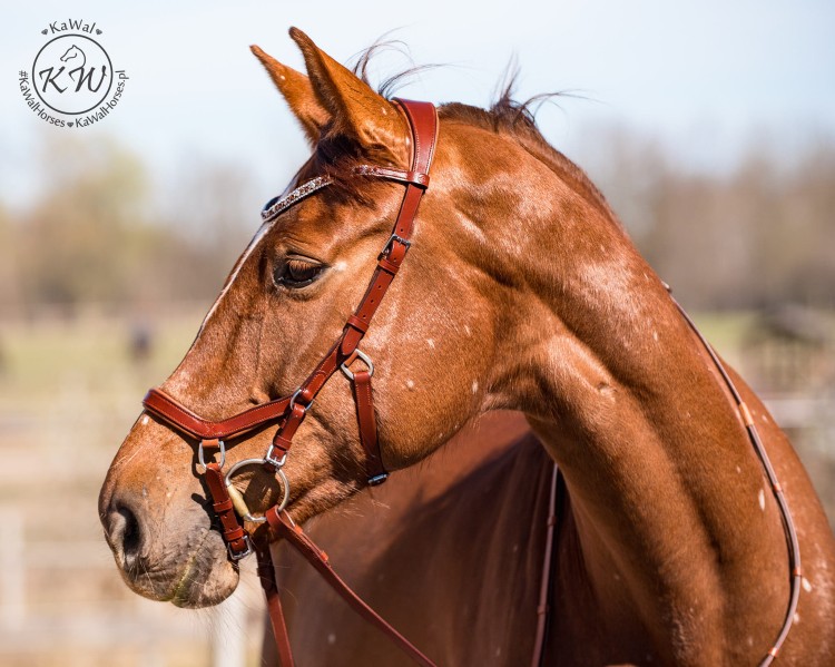 DSC_8163_2 kopia.jpg