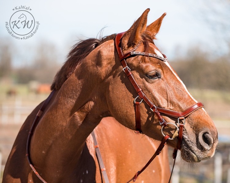 DSC_8169_2 kopia.jpg