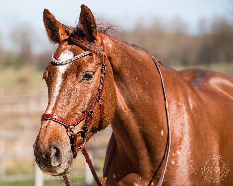 DSC_8174_2 kopia.jpg