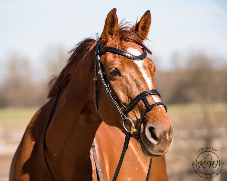 DSC_8218_1 kopia.jpg