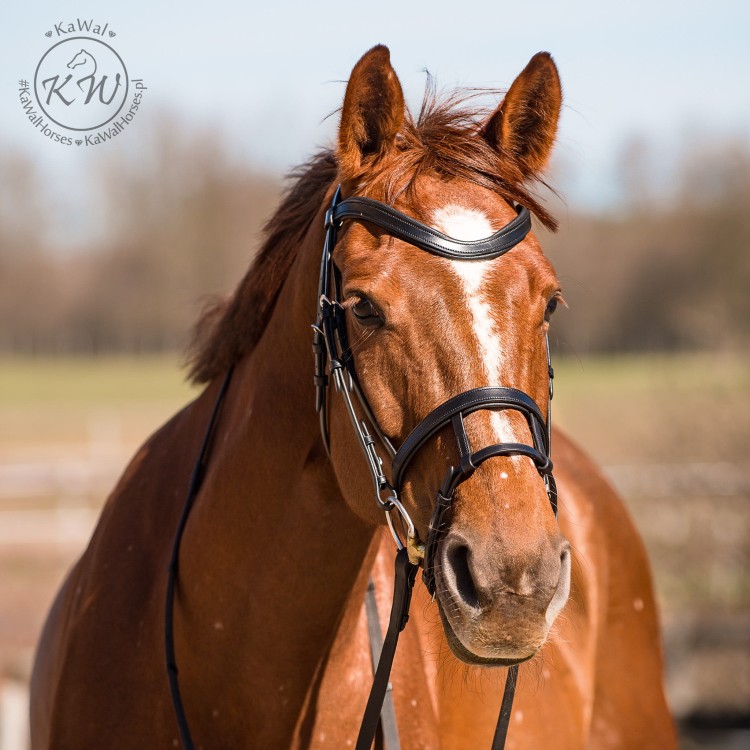 DSC_8223_1 kopia.jpg