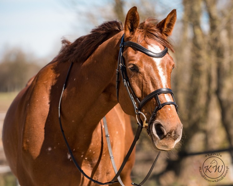 DSC_8239_1 kopia.jpg