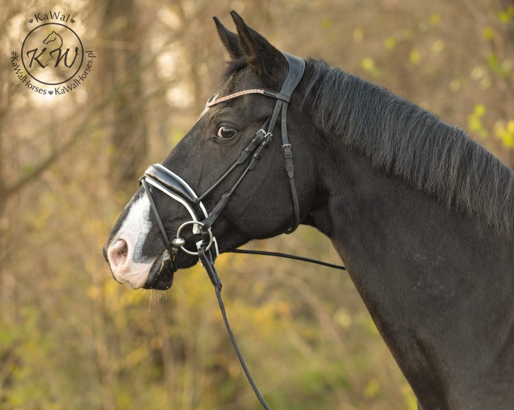 DSC_2665_1 kopia.jpg