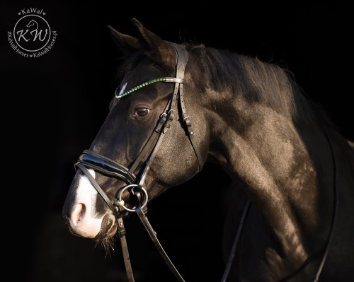 DSC_2720_2 kopia.jpg