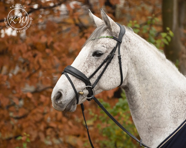 DSC_1963_1 kopia.jpg