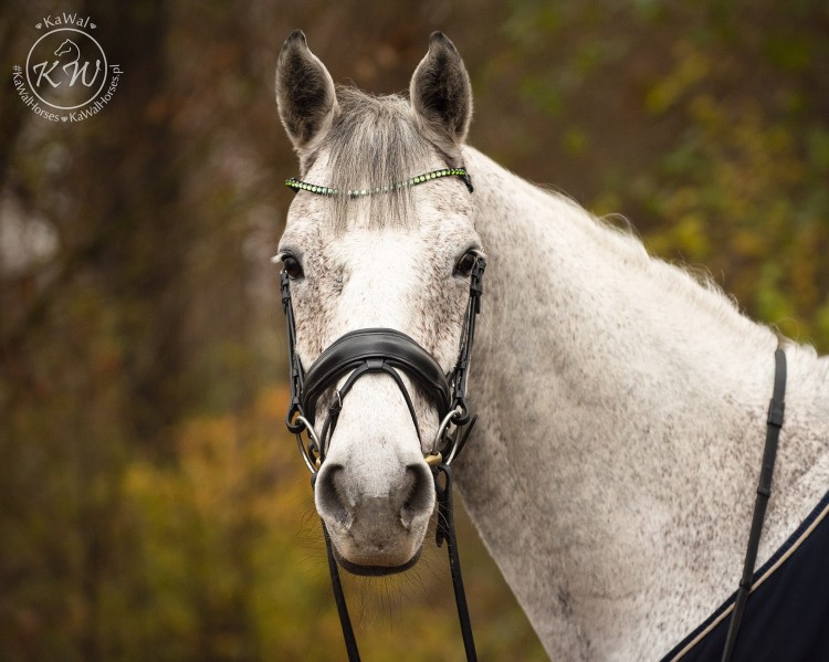 DSC_1995_1 kopia.jpg