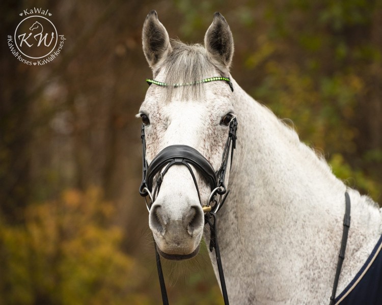 DSC_2004_1 kopia.jpg